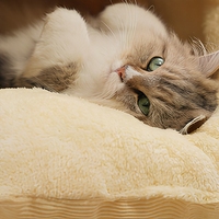 Sac couchage chat ferme epais chaud hiver villa chat nid sommeil coton PP confortable lit chat pour chats