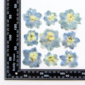12 unids/bolsa Doubtful Knight's Spur / Rocket Larkspur sello de cera resina epoxi artesanía planta Natural flores secas prensadas - Product Image 4