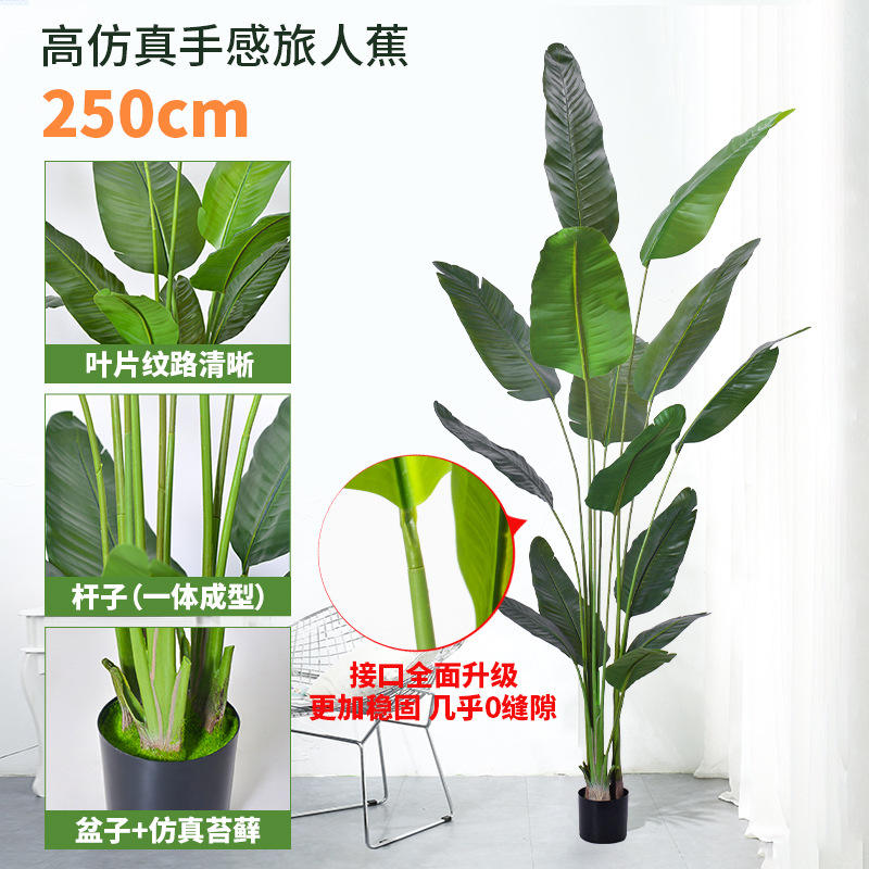 250cm traveler banana (13 leaves)green
