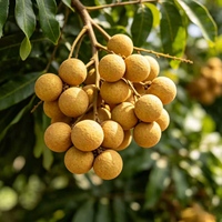 Natuurlijk Longan-smaakconcentraat extract vloeibaar, fabriekslevering, clean label, geen kunstmatige toevoegingen voor dranken en voedsel