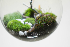 Terrario colgante de vidrio para plantas de interior, terrario led de vidrio para plantas de interior, botella de vidrio, Terrario de selva tropical - Product Image 5