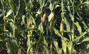 <span class=keywords><strong>Engrais</strong></span> Organique Chélaté Poudre Brute d'Acides Aminés et Oligo-éléments 40% 80% pour Maïs Riz <span class=keywords><strong>Banane</strong></span> Légumes Arbres Fruitiers - Product Image 3