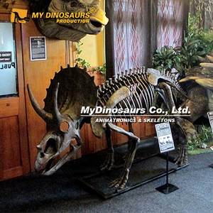 Fósil de Dinosaurio Jurásico MY DINO, <span class=keywords><strong>Esqueleto</strong></span> de <span class=keywords><strong>Triceratops</strong></span> para Exhibición en Museo - Product Image 4