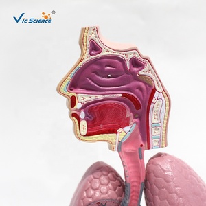 Modelo del Sistema Respiratorio para el Estudio del Asma: Comparación Visual de Bronquios Sanos y Vías Respiratorias Contraídas por Asma para la Enseñanza de Pulmonología - Product Image 4