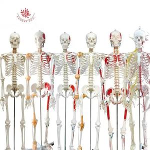 Recursos de enseñanza FRT002 Tamaño real 180cm Impreso a mano con medio músculo y medio ligamento Esqueleto humano real dibujado - Product Image 6