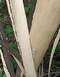 Poudre d'<span class=keywords><strong>extrait</strong></span> naturel <span class=keywords><strong>de</strong></span> plante <span class=keywords><strong>de</strong></span> qualité alimentaire 4:1, 10:1 TLC, <span class=keywords><strong>extrait</strong></span> d'écorce <span class=keywords><strong>de</strong></span> chêne Quercus Robur, entrepôt US/EU - Product Image 2