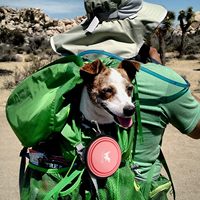 Bol d'eau portable pour chiens chats animal de compagnie pliable alimentation arrosoir pour voyager Camping marche