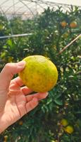 Jeruk Keprok Segar & Alami Grade A untuk Pasokan Grosir Perdagangan Internasional Tersedia Buah-buahan Citrus Berkualitas Tinggi