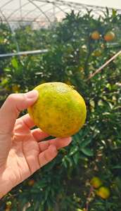 Taze ve doğal narenciye, uluslararası ticaret için mükemmel, toplu tedarik mevcut, en kaliteli taze meyveler - Product Image 3