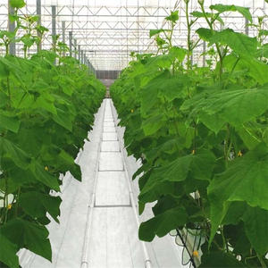 <span class=keywords><strong>Kit</strong></span> de structure de serre 30 x 50 Serre <span class=keywords><strong>en</strong></span> verre - Product Image 3