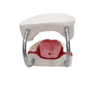 Modèle de brossage dentaire ; modèle pédagogique et de formation pour l'hygiène bucco-dentaire dans les écoles de médecine. - Product Image 5