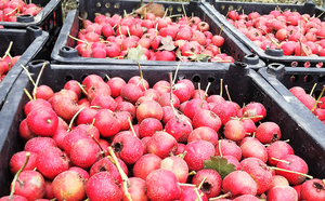 Táo Gai Khô Tự Nhiên Bán Chạy Nhất Cho Trà - Product Image 4