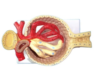 Modèle anatomique du système urinaire, modèle des reins agrandi 700 fois, modèle des glomérolles, modèle anatomique des poumons - Product Image 1