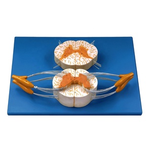 Modèle médical de moelle épinière et de branche nerveuse, système nerveux périphérique Anesthésie Anatomie de la structure nerveuse centrale Enseignement - Product Image 1