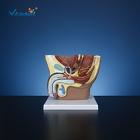 Modèle anatomique de l'anatomie reproductive masculine, système urinaire, surface sagittale pelvienne, testicules, prostate, vessie, sciences médicales
