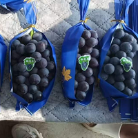 Prix Compétitif Raisins Noirs d'Été Sans Pépins Sucrés Comestibles pour Table et Dessert Fruits Premium Boîte Carton 5kg Export