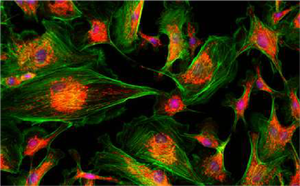 <span class=keywords><strong>Microscope</strong></span> inversé de recherche de BS-2097MM de BestScope avec la configuration de <span class=keywords><strong>micromanipulator</strong></span> - Product Image 5