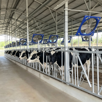 6 Unidades de Postes de Acero Reforzado para Cuellos de Vacas, Compatibles con Equipos de Establos Libres para Granjas Lecheras