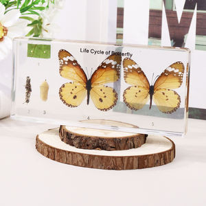 वास्तविक पशु क्रिस्टल तितली एक्रिलिक राल नमूना शिक्षण के लिए - Product Image 3