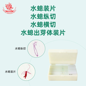 Hydra specimen slides, typical learning materials for coelenterates, <b>microscopic</b> observation, synchronized with the - Product Image 5