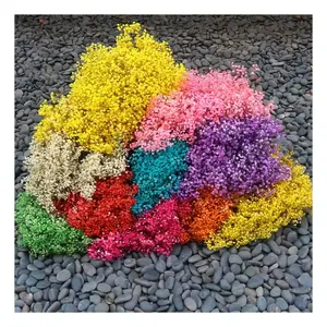 Schlussverkauf Fabrikdirektverkauf getrocknete Blume ewiges Kristallgras konservierte Seelavendel für Heimdekoration