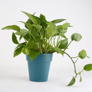 Alta Qualidade Vasos De Flores De Jardim De Plástico Fabricantes - Product Image 1