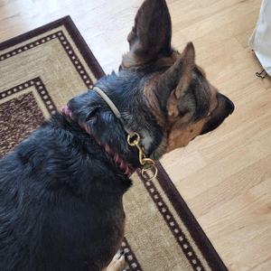 Impermeable 2 en <span class=keywords><strong>1</strong></span> Slip Lead Safety Sport Cord <span class=keywords><strong>Dog</strong></span> Choke <span class=keywords><strong>Collar</strong></span> Link Training P Puppy Martingale Dominant <span class=keywords><strong>Dog</strong></span> <span class=keywords><strong>Collar</strong></span> con tapón - Product Image 5