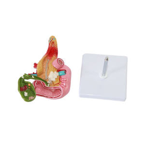 Modelo Anatómico de Patología Humana de la Vesícula Biliar en Material PVC para Aprendizaje y Entrenamiento en Ciencias Médicas - Product Image 2