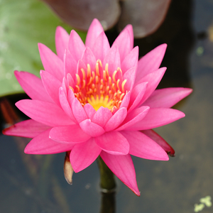 Nymphaea 'Miss Siam' - una Planta Acuática Adecuada para Estanques de Jardín e Invernaderos - Lirio de Agua 'Miss Siam' - Product Image 5