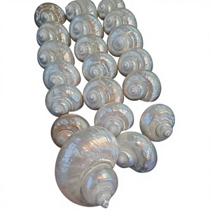 Coquille de Turbo naturelle polie du Vietnam, coquillage décoratif pour mariages à la plage, décoration intérieure, aquarium, artisanat et cadeau souvenir - Product Image 1