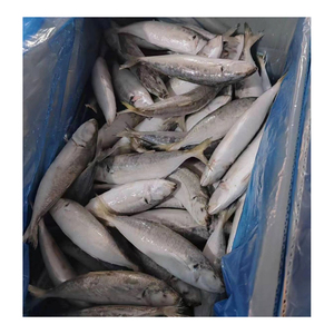 冷冻鱼大眼睛马鲭鱼500-900gr新款马鲭鱼价格冷冻马鲭鱼出售 - Product Image 3