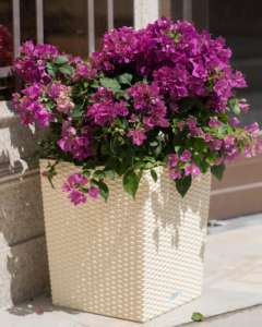 Attan urface-maceta <span class=keywords><strong>de</strong></span> plástico onsai, maceta inflable - Product Image 4