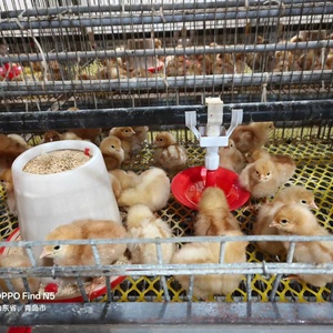 Yeni 4 Katlı Galvaniz Çelik Tavuk Kuluçka Kafesi, Kanatlı Çiftlikleri için Uzun Ömürlü - Product Image 2