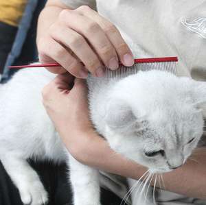 Sisir anjing besi tahan karat profesional sikat kecantikan rambut multiwarna penghapus kutu Yorkshire perlengkapan perawatan kucing peliharaan berbulu panjang - Product Image 2