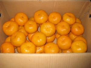 Fresco arancione frutta mandarino dalla fabbrica direttamente fornisce - Product Image 6