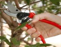 Sécateur professionnel manuel de jardinage en acier de haute qualité pour l'agriculture, la taille des plantes et des arbres fruitiers