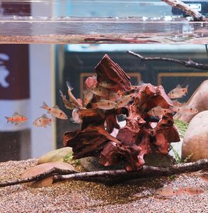 Accessoires pour aquariums poreux, bois flottant, ensembles de construction pour aquariums, bois de paysagisme - Product Image 1