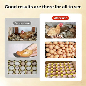 Augmenter le nombre d'œufs produits par les poules pondeuses, augmenter la production des poules pondeuses, les vitamines les moins chères pour les poules pondeuses - Product Image 3
