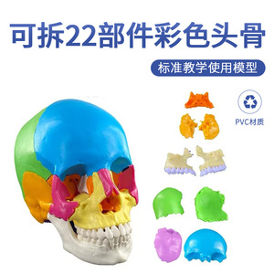 Modèle de crâne coloré, modèle de crâne pour l'enseignement en clinique dentaire avec 22 pièces détachables, modèle de crâne démontable. - Product Image 2