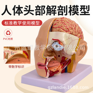 Modèle de tête et d'artères cérébrales ; Modèle anatomique du cerveau humain ; Cavité buccale, nez et gorge ; Chirurgie de la tête et du cerveau ; Cerveau - Product Image 4