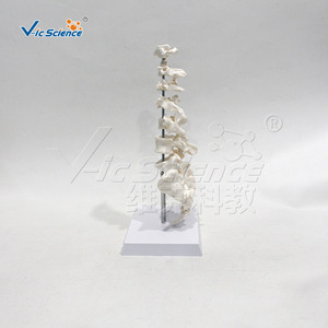 Modèles de morphologie vertébrale de qualité médicale pour l'enseignement et la démonstration de l'anatomie. - Product Image 1