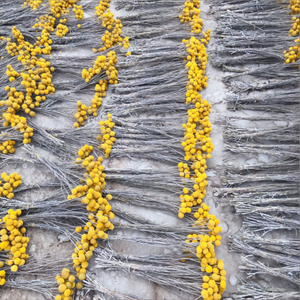 N-115 Craspedia naturelle séchée, fleurs jaunes Billy Buttons, bouquets <span class=keywords><strong>de</strong></span> boules, mini bouquet <span class=keywords><strong>de</strong></span> fleurs <span class=keywords><strong>séchées</strong></span> pour vase, artisanat à domicile - Product Image 6