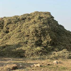 Paja de Cacahuete Premium para Alimentación Animal / Forraje para Ganado / Heno de Cacahuete Alto en Fibra para Ganado Vacuno y Ovino - Product Image 2