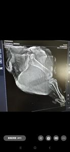 Macchina veterinaria portatile a raggi <span class=keywords><strong>X</strong></span> Touchscreen in metallo resistente al vento attrezzatura riutilizzabile per ospedali per animali dispositivi di monitoraggio a raggi <span class=keywords><strong>X</strong></span> - Product Image 6