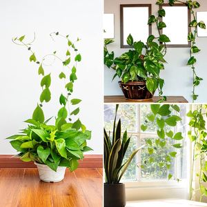 Suministros de jardín, accesorio autoadhesivo, vid de ratán, hebilla fija para plantas, accesorio de pared de hojas, Clips para plantas trepadoras - Product Image 6