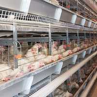 Cage à volailles 3 niveaux 5 portes type H pour 120 poulets/ensemble, poulailler pour poules pondeuses pour 1000, 5000, 10000 oiseaux