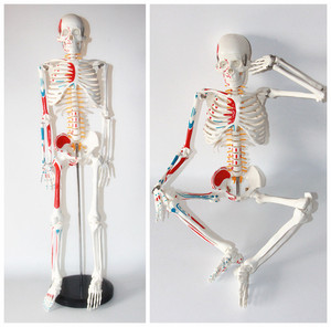 Modelo de esqueleto humano estándar de 85CM, distribución de puntos de arranque y de final de los músculos y del esqueleto - Product Image 3