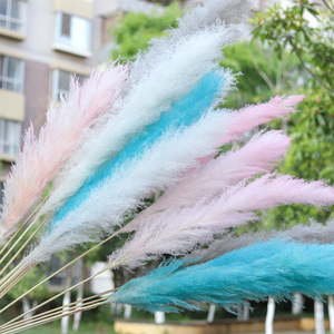 Popular Real Dried Pampas Long Length Plume <strong>PampasGrass</strong> - Product Image 3