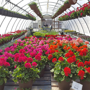 Serre tunnel monocouche à faible coût pour <span class=keywords><strong>tomates</strong></span>, laitues, fleurs – Kit complet de <span class=keywords><strong>serres</strong></span> agricoles en film – Ensemble complet de <span class=keywords><strong>serres</strong></span> - Product Image 6