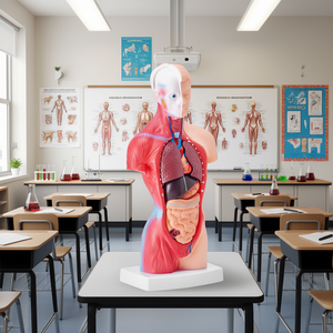 Modèle d'anatomie du torse humain, 11 pouces, 15 parties, organes amovibles, outil éducatif scientifique pour l'apprentissage et l'affichage scolaire - Product Image 2